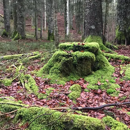 Appartement Haus Gisela - Stockkamp