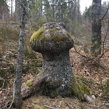 Haus Gisela - Stockkamp *